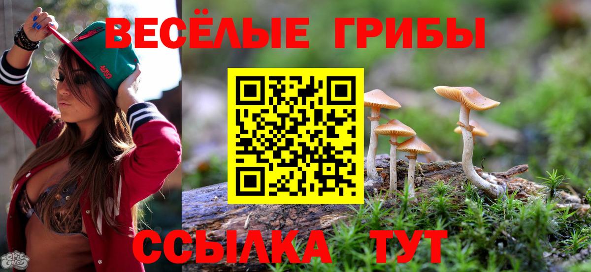 Галлюциногенные грибы Psilocybe Карталы